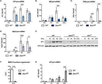 The C-Terminal Transactivation Domain of STAT1 Has a Gene-Specific Role in Transactivation and Cofactor Recruitment